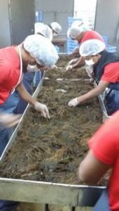 Trabajadores de la empresa South Pacific Mozuku limpian algas en sus instalaciones, en Nuku’alofa, la capital de Tonga. Foto: Cortesía de SPM
