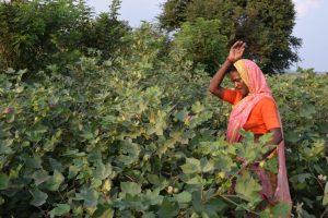 Sandhya Mohite, una pequeña cultivadora de algodón en la región de Yavatmal, en el estado de Maharashtra. El algodón es uno de los cultivos en los que ha funcionado el sistema de Precios Mínimos de Apoyo, pero ahora, según las nuevas leyes agrícolas del país, ya no se garantizará a los agricultores un precio mínimo en los productos, lo que ha llevado a algunos en ese estado al suicidio. Foto: Stella Paul /IPS