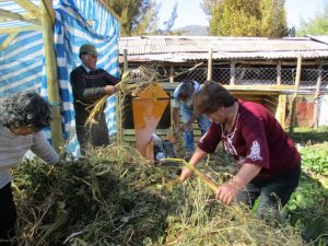 Trabajo colectivo de campesinos en el Huerto Vega de Salas, en una de las comunidades incluidas en un proyecto donde participan un millar de campesinos y que se desarrolla en una ecorregión especialmente vulnerable, sin salida al mar y de tierra de secano, en seis regiones de Chile. Foto: PNUD Chile