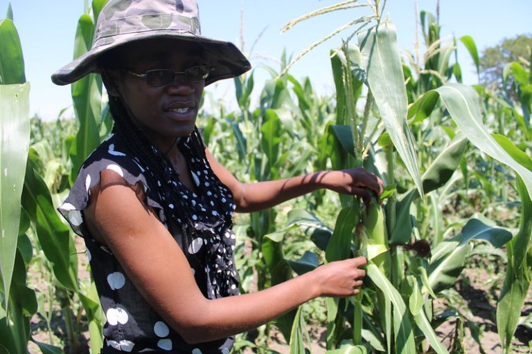Jóvenes agricultores de Zimbabwe no pueden acceder a préstamos bancarios pese a poseer tierras y a que el gobierno promociona la agricultura como el instrumento para mejorar la seguridad alimentaria interna. Foto: Busani Bafana / IPS