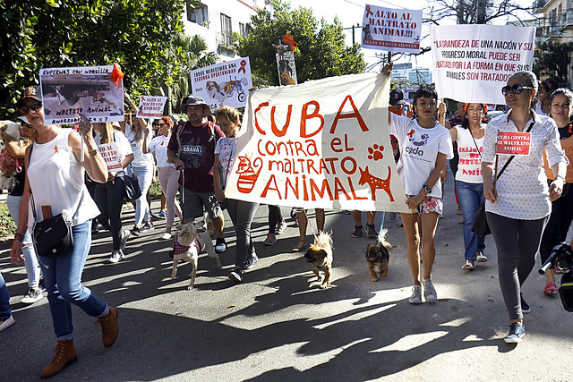 Protectores y criadores de mascotas marcharon en La Habana contra el maltrato animal y a favor de una ley que sancione el maltrato hacia los animales. La aprobación en Cuba del decreto-ley de Bienestar Animal el 26 de febrero fue en gran parte el resultado de la presión de los activistas por los derechos de los animales. Foto: Jorge Luis Baños/IPS