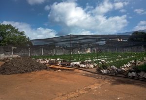 Un cultivo organopónico de la Unidad Básica de Producción Cooperativa (UBPC) Villa 1, donde se cultiva albahaca, perejil y orégano, entre otras variedades, en Guanabacoa, un municipio situado a unos ocho kilómetros de la capital de Cuba. Foto: Patricia Grogg / IPS