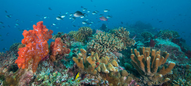 Los arrecifes de coral de las islas Fiji están amenazados por el calentamiento y el aumento de la acidez en el océano Pacífico. Foto: Jayne Jenk/Coral Reef Image Bank-ONU