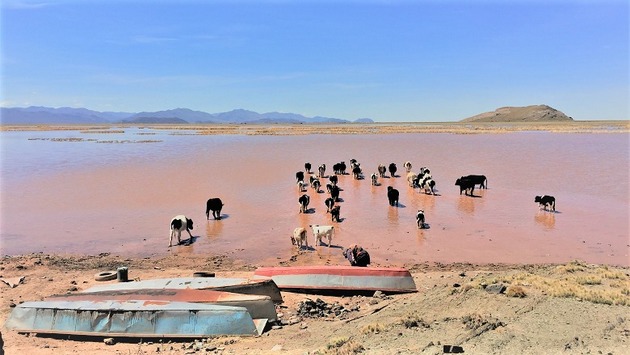Ganado sediento llega a un lago, disminuido por la sequía, en la región boliviana de Oruro. Las actividades agrícolas y ganaderas son las que encajan las mayores pérdidas por catástrofes como sequías, plagas e inundaciones. Foto: Andy Shuai Liu/BM