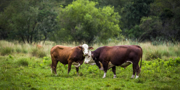 Argentina, Brasil y Paraguay dan sus primeros pasos para mejorar los estándares de sostenibilidad de la carne vacuna. Foto: MACS