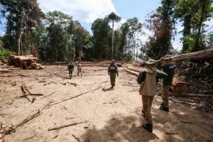 Un operativo militar en Moju, en la Amazonia Oriental, incautó 175 metros cúbicos de madera extraída ilegalmente en una propiedad de 1200 hectáreas. Es una actividad que contribuye a la deforestación amazónica, que creció desde 2015, especialmente en los dos últimos años, durante el gobierno de Jair Bolsonaro. Su ministro de Medio Ambiente, Ricardo Salles, defiende los madereros y mineros, aunque sea ilegal. Fotos: Alex Ribeiro/Ag.Pará-Fotos Públicas