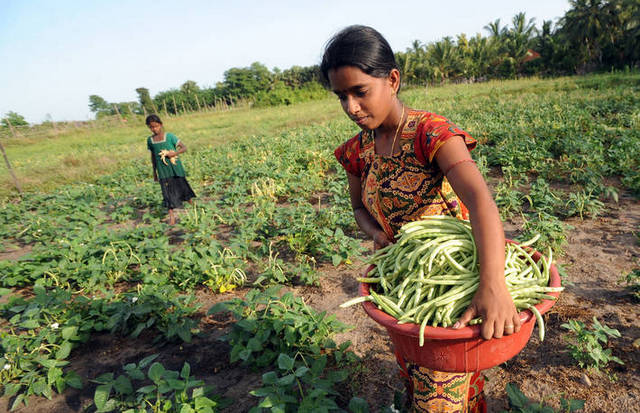 Agricultoras en una pequeña propiedad en Sri Lanka. Aunque solo producen 35 por ciento de los alimentos, las pequeñas explotaciones son cuatro de cada cinco de las 608 millones que hay en el mundo, lo que requiere políticas e inversiones orientadas a su productividad. Foto: Ishara Kodikara/FAO