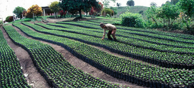 Plantación de café, producto tradicional en los sistemas agroalimentarios y agroexportadores de América Latina, para los que la FAO requiere innovación y transformación a fin de incrementar su productividad y sostenibilidad. Foto: FAO