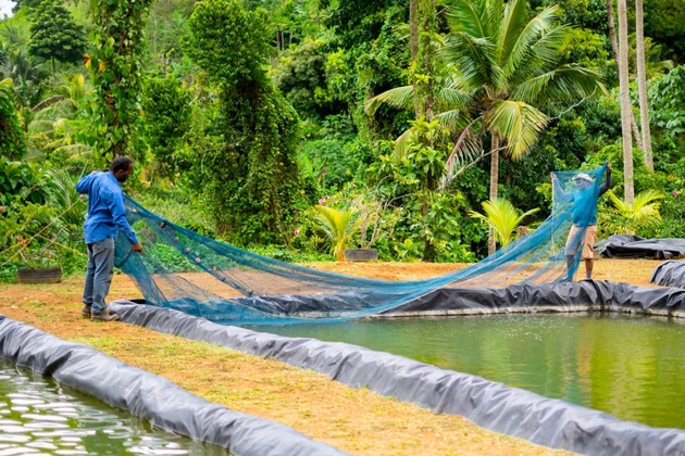 Varios acuicultores de Dominica han regresado a la cría del camarón, ante el declive de fuentes de ingresos como los cultivos frutales y el turismo, golpeados al sobreponerse la crisis del turismo derivada de la covid-19 y el impacto de huracanes que con frecuencia azotan la isla. Foto: Dwayne Benjamin/FAO