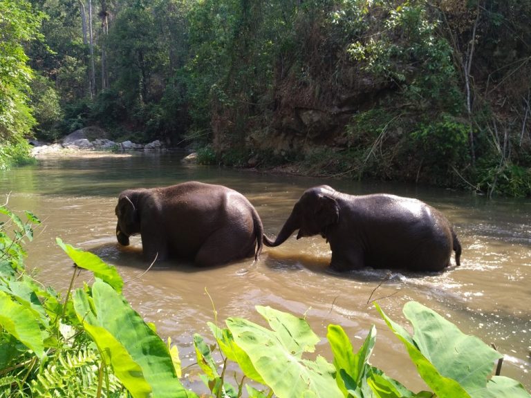 Dos elefantes cruzan un arroyo en el Santuario de Vida Silvestre de las Colinas Malai Mahadeshwara. Gracias a una serie de proyectos de conservación llevados a cabo por varias agencias gubernamentales, organizaciones no gubernamentales y la Unión Internacional para la Conservación de la Naturaleza, la población de vida silvestre está recuperándose. El bosque es ahora el hogar de unos 500 elefantes y ejemplares de otra especies de caza mayor, incluidos bisontes y tigres. Foto: Stella Paul/ IPS