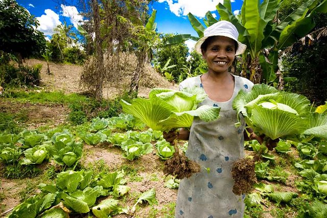 Una agricultora a pequeña escala de Madagascar muestra sus coles producidas en forma ecológica. Ella forma parte de un sector vital para la seguridad alimentaria en el mundo, pero amenazado en forma creciente ante la toma de control de la producción y comercialización de alimentos por las empresas y su impulso a la llamada gran agricultura. Foto: FAO