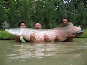 Un paiche (Arapaima gigas) criado en una piscigranja de la Amazonia peruana. Foto: Andina Perú