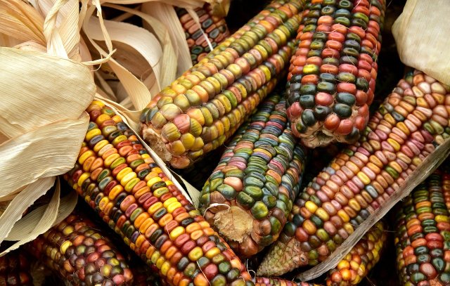 “Sin maíz no hay país”, es un lema de las organizaciones mexicanas que se oponen al uso del glifosato en México. Foto: Ulrike Leone / Pixabay