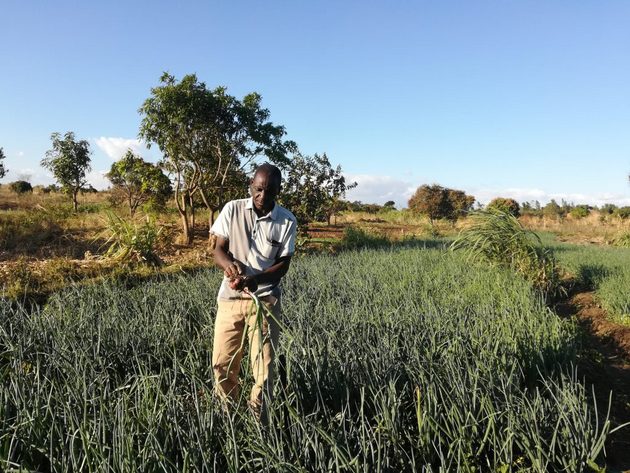 Jóvenes como Feston Zale, del área de Chileka, en la zona rural del distrito de Blantyre, de la Región del Sur de Malawi, están encontrando empleo e ingresos en la agroindustria. Foto: Esmie Komwa Eneya / IPS