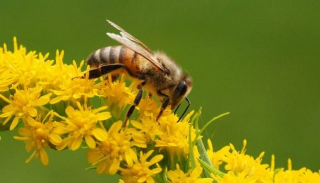 De acuerdo con un estudio realizado en Argentina, las principales amenazas contra las abejas melíferas incluyen pérdida de biodiversidad, plagas e impacto de agroquímicos usados en la agricultura intensiva. Foto: Michael Mueller/Flickr