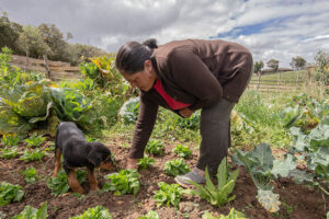 Luz María Yumbo Quezada revisa sus cultivos en la comunidad de Bayán, en los Andes ecuatorianos. Foto: Pablo Carrasco / ONU Mujeres
