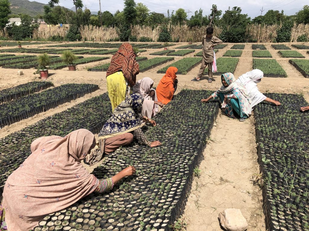 Mujeres que trabajan en guarderías estatales en Haripur, en la provincia de Jáiber Pastunjuá , en el noroeste de Pakistán. Este país asiático ha lanzado una de las iniciativas de reforestación más grandes del mundo: el Programa de los Diez Mil Millones de Árboles. Foto: Zofeen Ebrahim / IPS