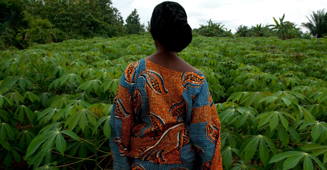 Una agricultora observa su sembrado de cassava (yuca, mandioca), uno de los muchos cultivos comunes en África y América Latina y que muestran la pertinencia de la cooperación Sur-Sur en campos como innovar y compartir sus agendas sobre producción y comercio agrícolas. Foto: BM