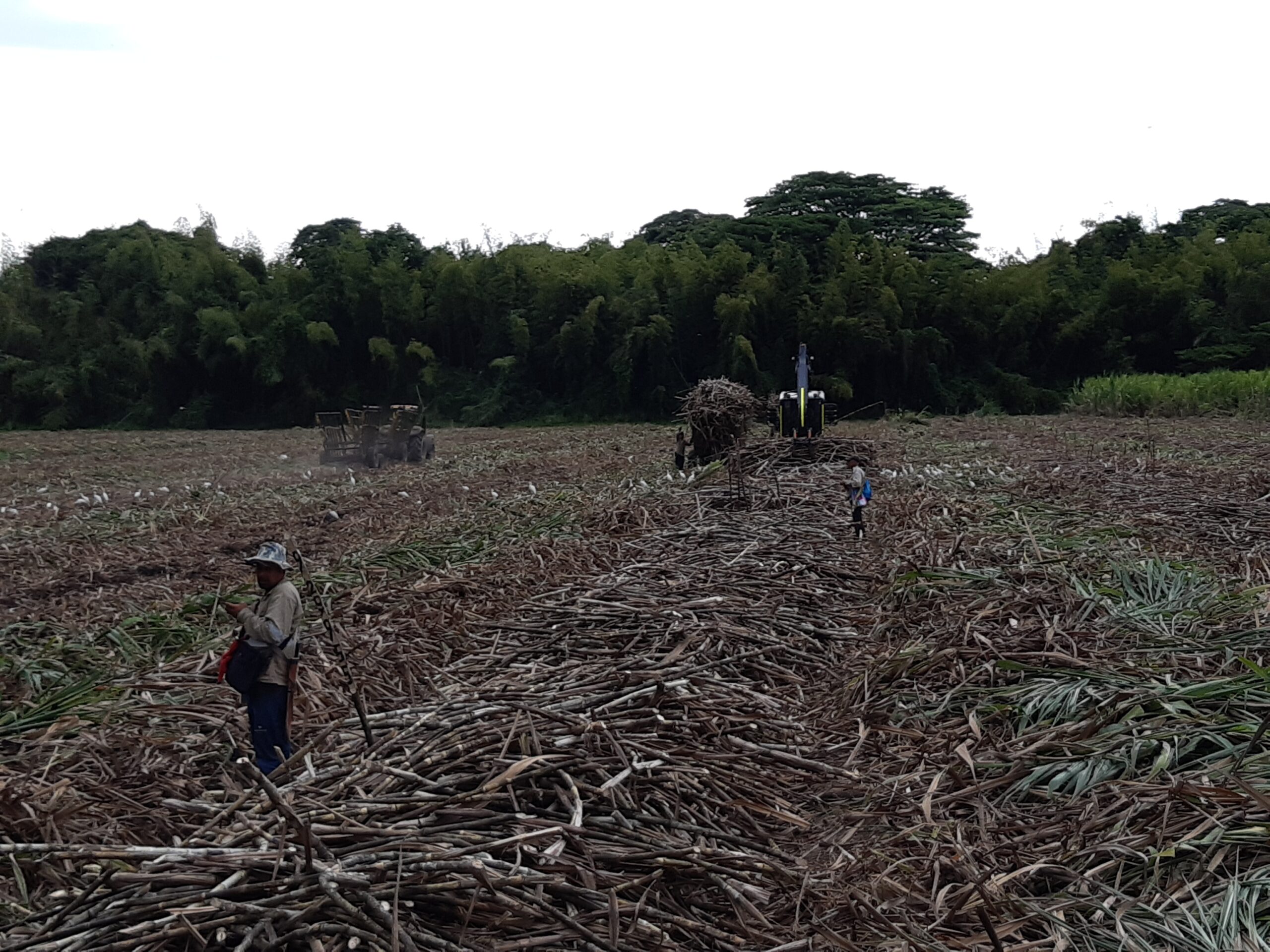Clima, suelo y agua para la producción del cultivo de la caña de azúcar