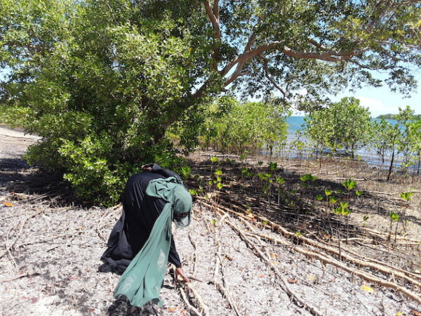 Las comunidades a lo largo de la costa de Kenia al océano Índico, lideran la restauración de los manglares