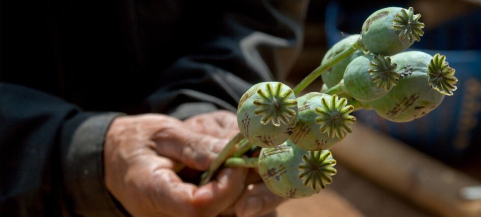 El cultivo de opio creció en Afganistán con los talibanes