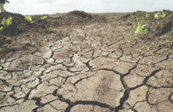 Las sequías son una amenaza creciente para la producción mundial de alimentos, en especial en África. Crédito: Busani Bafana/IPS