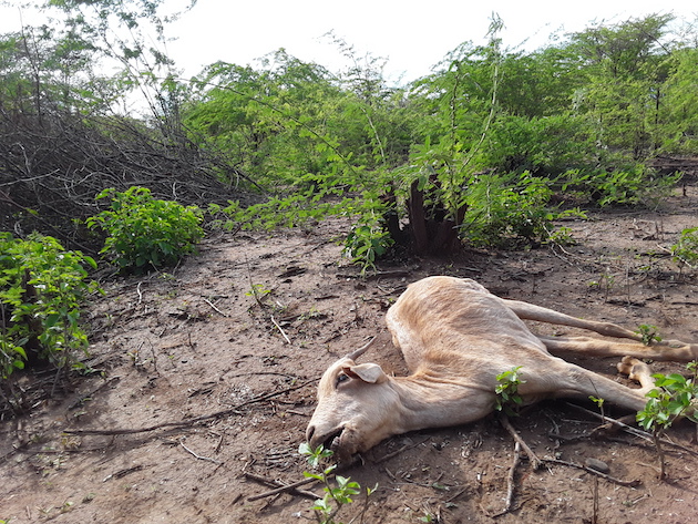 Una cabra muerta de hambre en una región seca de Kenia, rodeada de una planta invasora no comestible. Los efectos de una prolongada sequía ponen en juego la vida de personas y de sistemas de vida en el país, mientras acoge la primera cumbre climática de África. Imagen: Joyce Chimbi / IPS