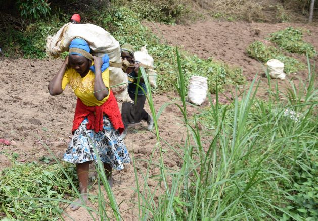 Kenyan farmers correct historical injustices against them