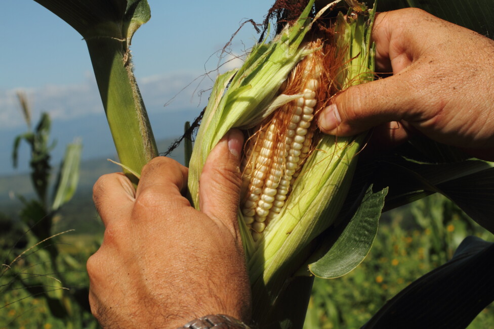 La producción de maíz está en declive en El Salvador, pues en 2021 se sembraron 294 000 hectáreas de maíz, cifra que bajó a 209 000 en el 2022 y a 204 000 en el 2023. Además, el país es deficitario en varios rubros, como las hortalizas cuya producción cubre apenas 10 % de la demanda interna. Santa María Ostuma y Tamanique, 8 y 9 de mayo. Imagen Edgardo Ayala / IPS