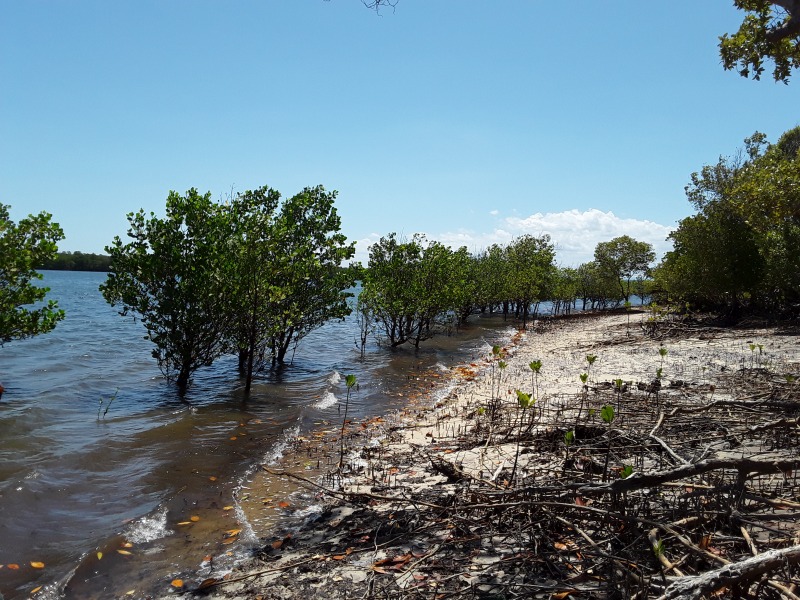 Kenia es sede de la primera iniciativa de carbono azul del mundo que vendió créditos de carbono procedentes de la conservación de manglares a lo largo de su amplia costa. Imagen: Joyce Chimbi/IPS - IPS analiza lo que hay detrás del mercado de carbono