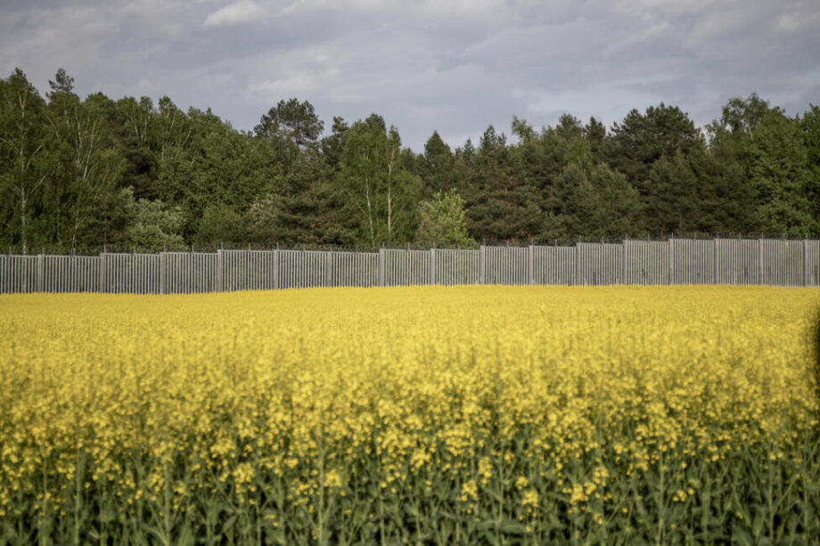 Los tártaros asentados desde hace siglos en el este de Polonia, ven como un muro construido por el gobierno para cerrar la afluencia de migrantes desde Bielorrusia, limita sus medios de vida y los deja en medio de los juegos geopolíticos de Minsk contra su país y la Unión Europea.