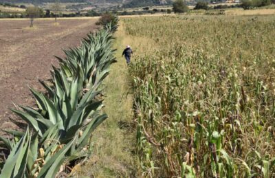 El metepantle de México y el mate de Brasil fueron incorporados como patrimonio agrícola mundial por la FAO, junto con otros tres cultivos de China y uno de España.