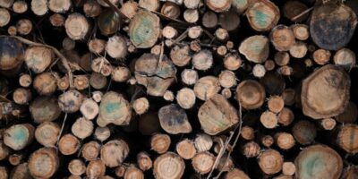 Uruguay apunta a incrementar su industria forestal, con el aumento de las áreas de cultivo y de producción y exportación de celulosa, en medio de dudas sobre su valor agregado y preocupaciones por el agua y la biodiversidad.
