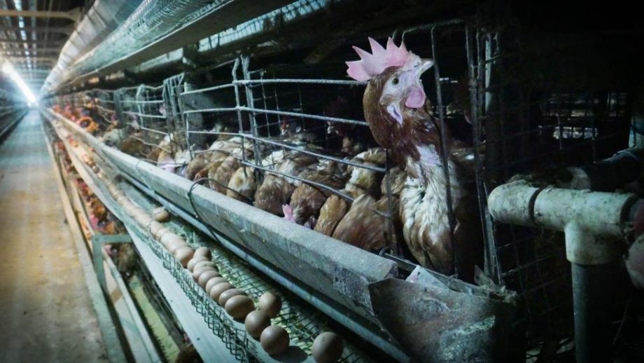 Hilera de gallinas ponedoras en la granja San Jorge, una de las ocho que posee la productora de huevos El Granjero. El estiércol de estas granjas instaladas en el suroeste de El Salvador, se utiliza para la producción de biogás. Imagen: Edgardo Ayala / IPS